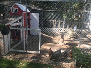 How the chicken coop evolved